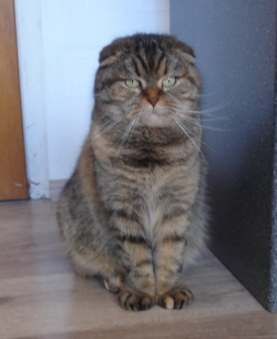 Scottish Fold Katze