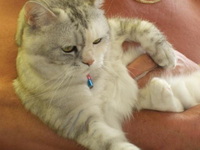 Wiskaskatze