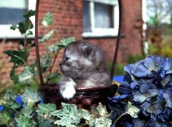 Buntebaer's Dori Scottish Fold