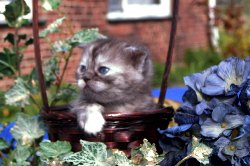 Buntebaer's Dori Scottish Fold