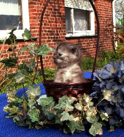 Buntebaer's Dori Scottish Fold