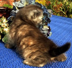 Buntebaer's Dori Scottish Fold