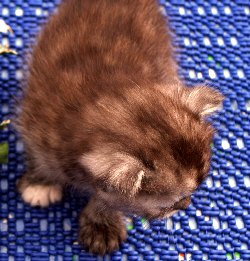 Buntebaer's Dori Scottish Fold