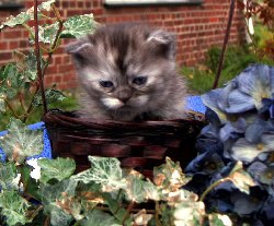 Buntebaer's Dori Scottish Fold