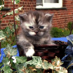 Buntebaer's Dori Scottish Fold