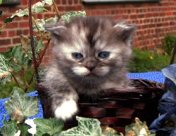 Buntebaer's Dori Scottish Fold