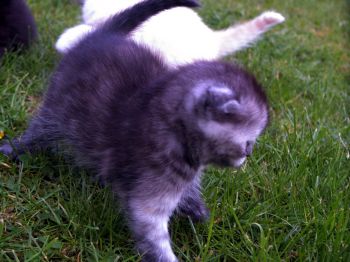 Buntebaer's Dori Scottish Fold