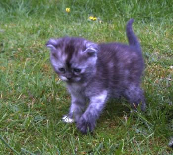 Buntebaer's Dori Scottish Fold