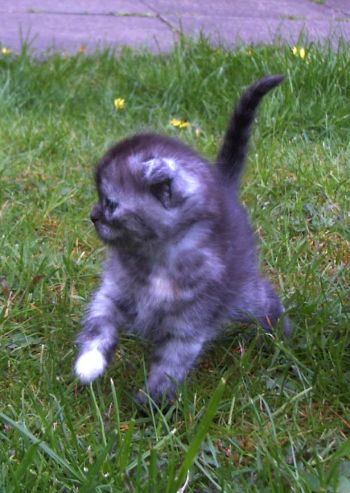 Buntebaer's Dori Scottish Fold