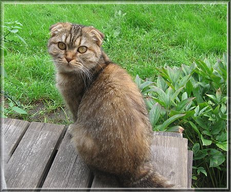 Scottish Fold