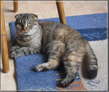 Scottish Fold