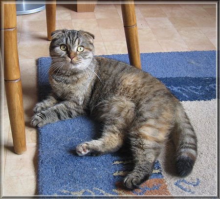 Scottish Fold