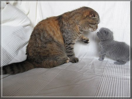 Scottish Fold