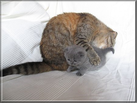 Scottish Fold