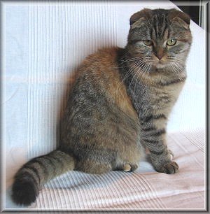 Scottish Fold Alisa Ami sympa