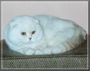 Scottish Fold