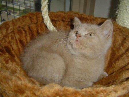 British Shorthair fawn