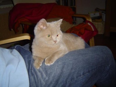 British Shorthair fawn