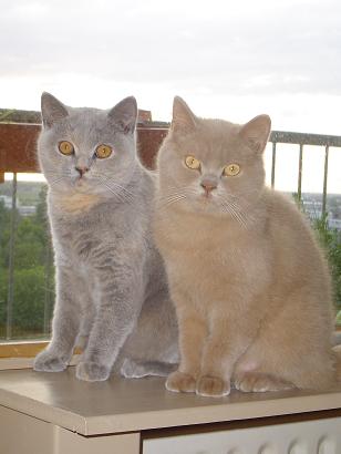 British Shorthair fawn