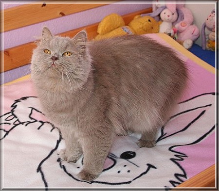 British Shorthair lilac