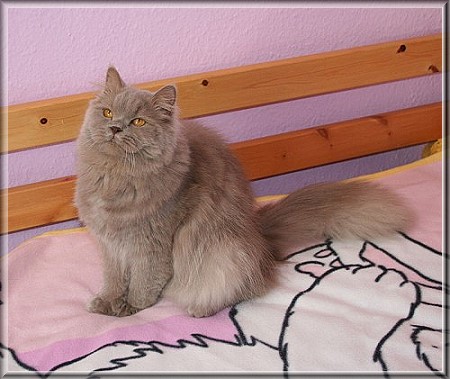 British Shorthair lilac