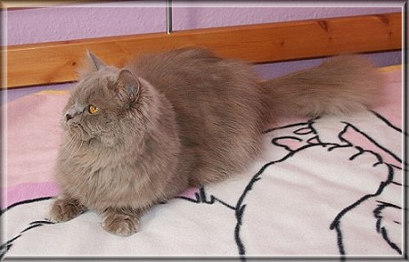 British Shorthair lilac