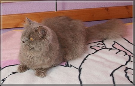 British Shorthair lilac