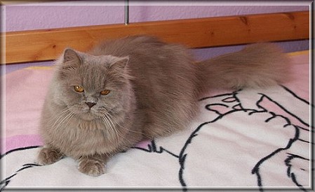 British Shorthair lilac