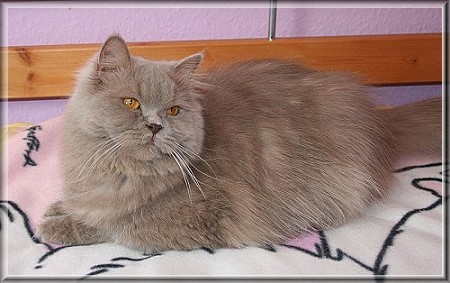 British Shorthair lilac