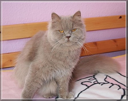 British Shorthair lilac