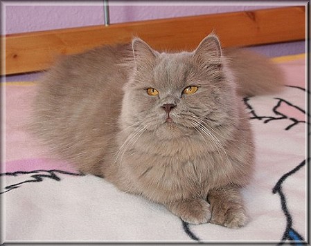 British Shorthair lilac