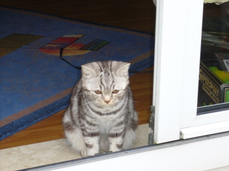 BKH chocolate silver tabby