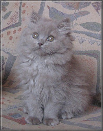 Highlander lilac Katzenbaby