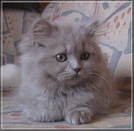 Highlander lilac Katzenbaby