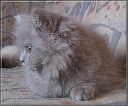 Highlander lilac Katzenbaby