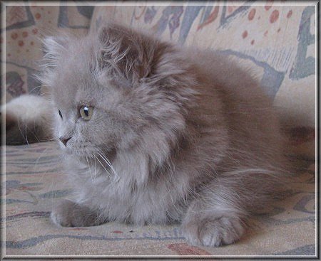 Highlander lilac Katzenbaby