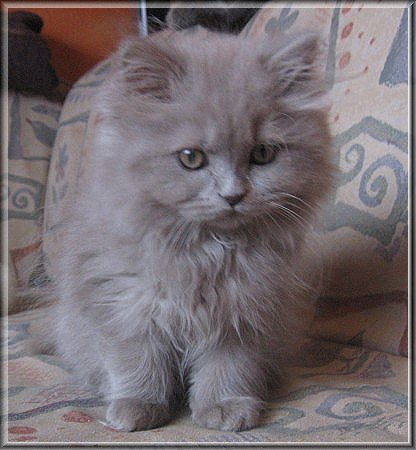 Highlander lilac Katzenbaby