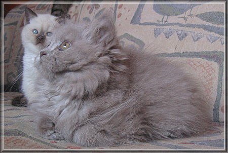 Highlander lilac Katzenbaby