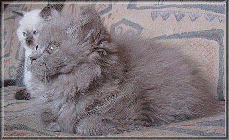 Highlander lilac Katzenbaby