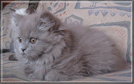 Highlander lilac Katzenbaby