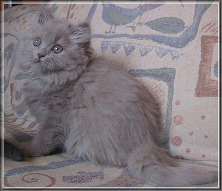 Highlander lilac Katzenbaby