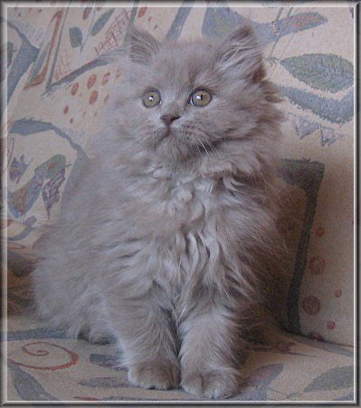 Highlander lilac Katzenbaby