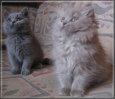Highlander lilac Katzenbaby