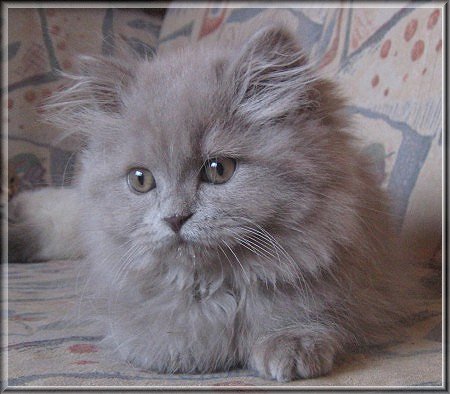 Highlander lilac Katzenbaby