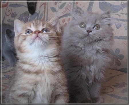 Highlander lilac Katzenbaby