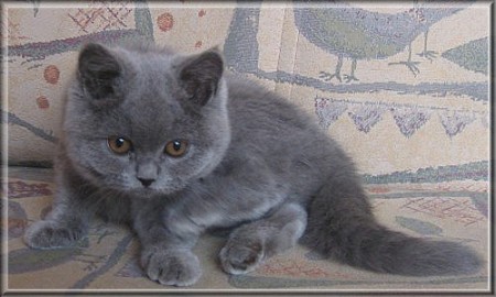 British Shorthair blue