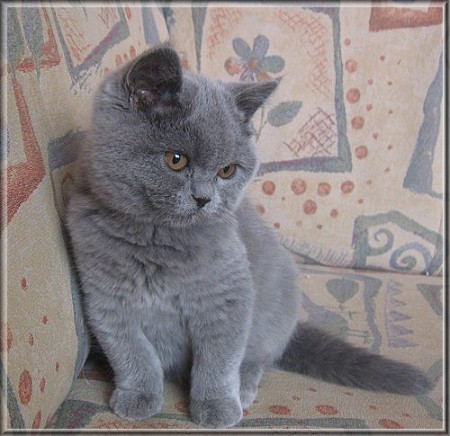 British Shorthair blue