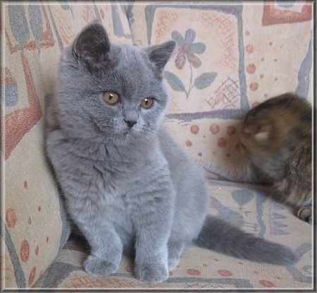 British Shorthair blue