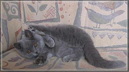 British Shorthair blue