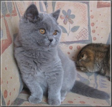 British Shorthair blue